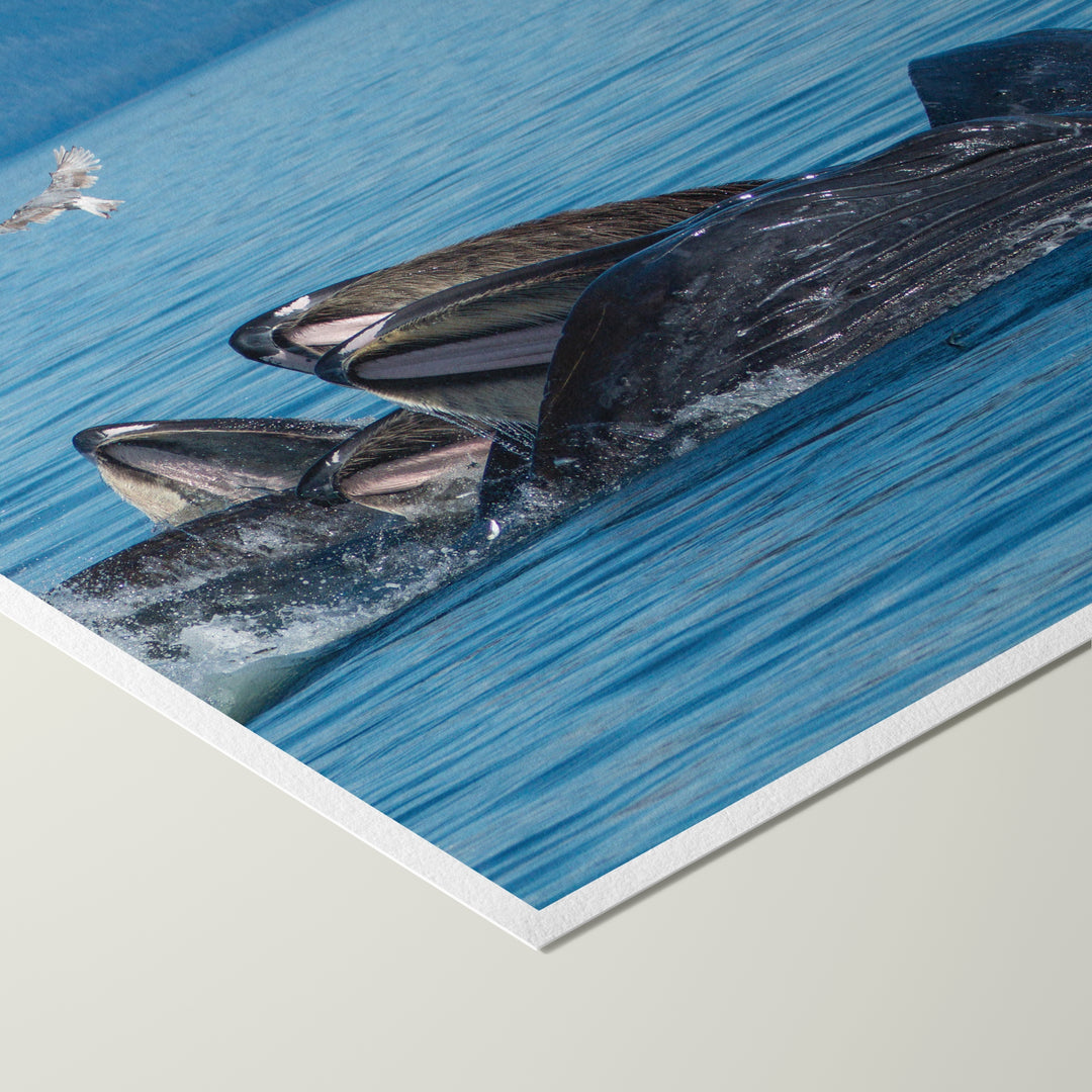 Humpback whales bubblenet feeding I - Hahnemühle Photo Rag Print