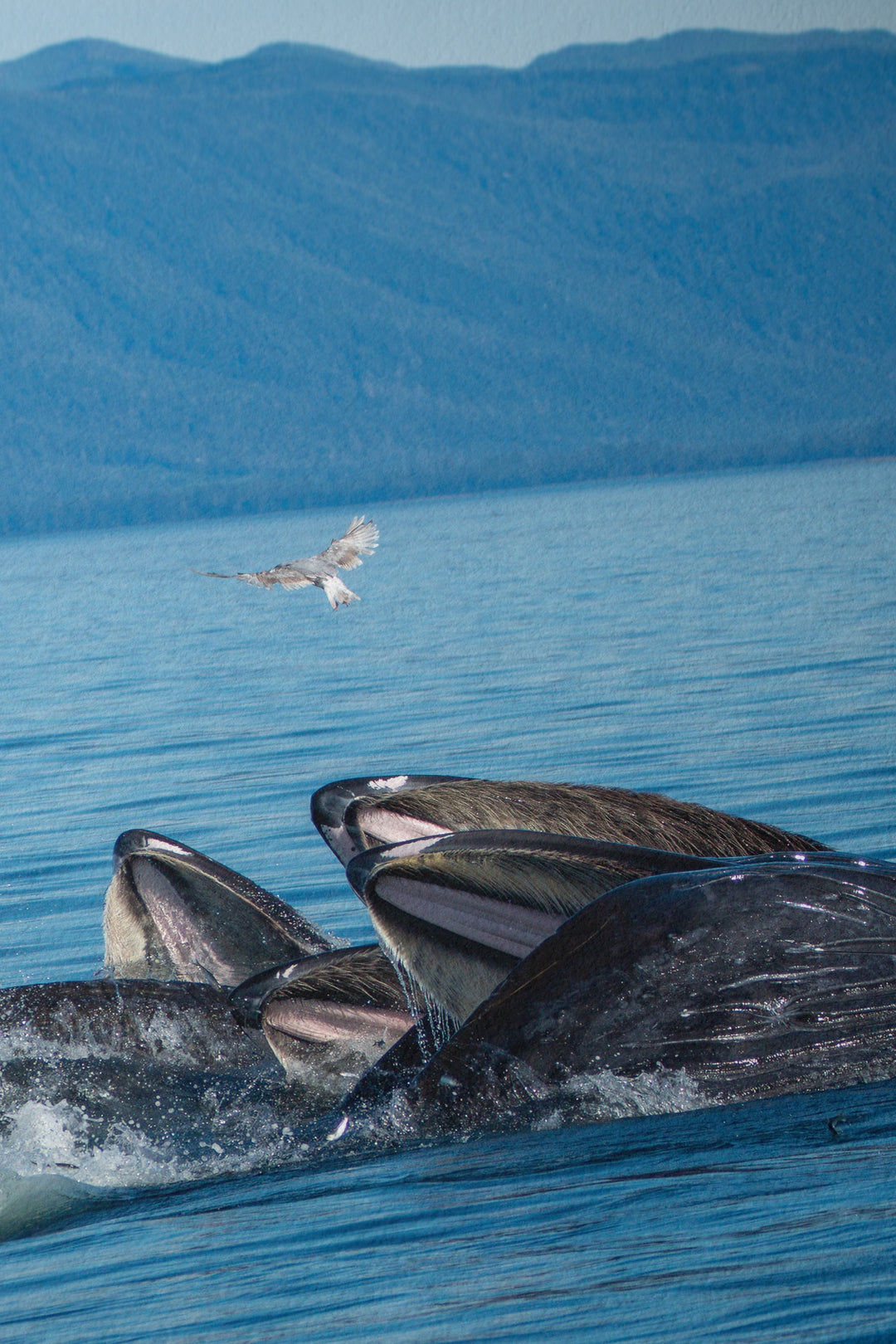 Humpback whales bubblenet feeding I - Hahnemühle Photo Rag Print