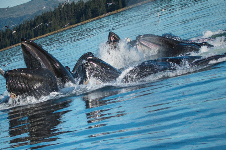 Humpback whales bubblenet feeding XIII - Hahnemühle Photo Rag Print