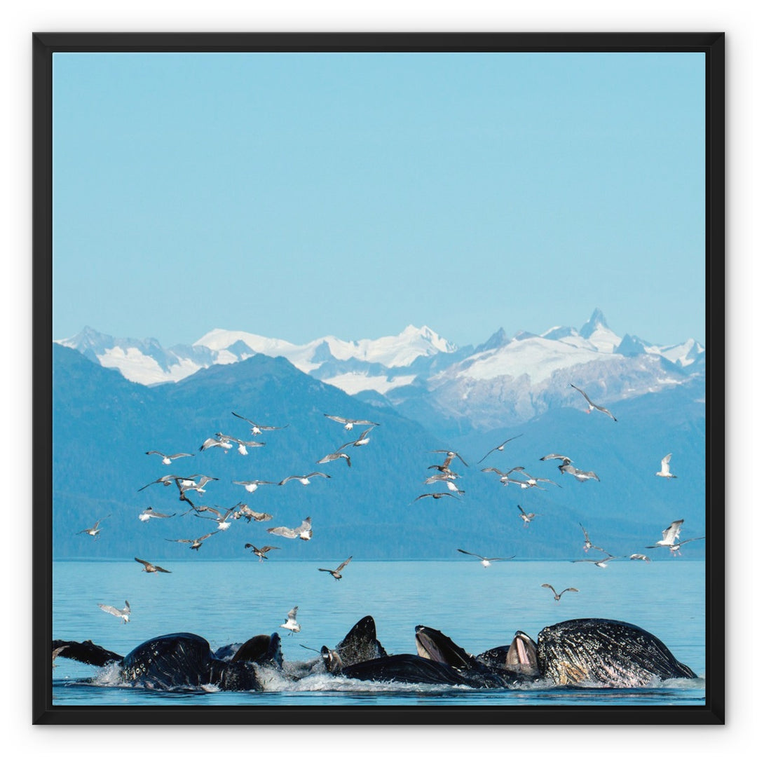 Humpback whales bubblenet feeding VII - Framed Canvas